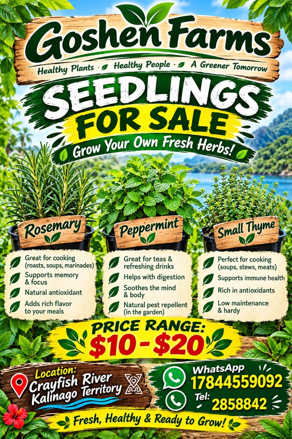 Fresh Herb Seedlings for Sale (Rosemary, Peppermint, Small Thyme)